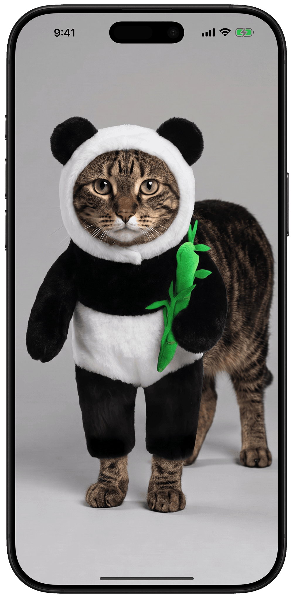 A cat trying on a panda costume in the Wear app
